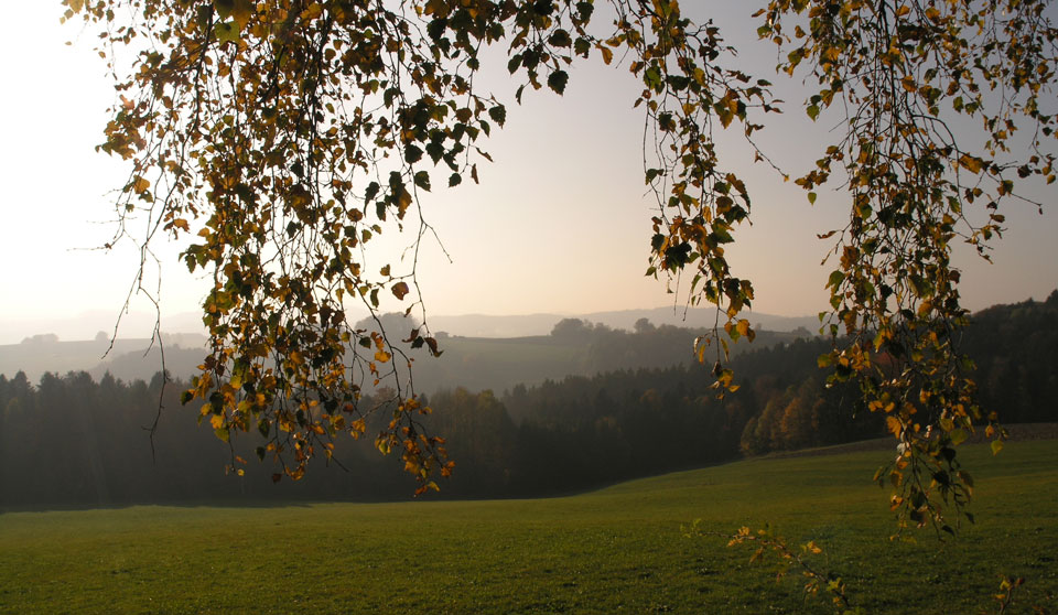 Bayerischer Wald