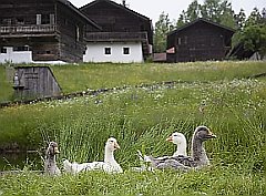 Bayerischer Wald